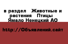  в раздел : Животные и растения » Птицы . Ямало-Ненецкий АО